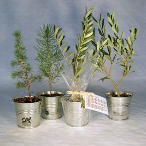 PLANT D'ARBRE EN POT ZINC