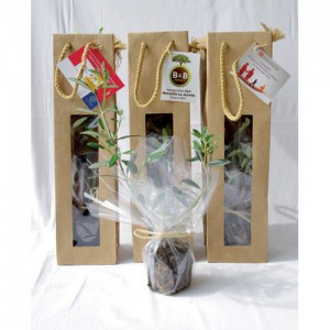 PLANT D'ARBRE EN SAC KRAFT