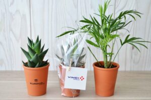 MINI PLANTE DÉPOLLUANTE