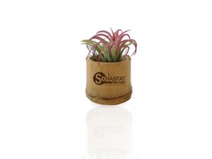 PLANTE DECO DEPOLLUANTE TILLANDSIA