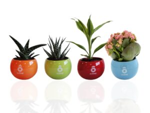 PLANTE DEPOLLUANTE EN POT CERAMIQUE AIMANTEE