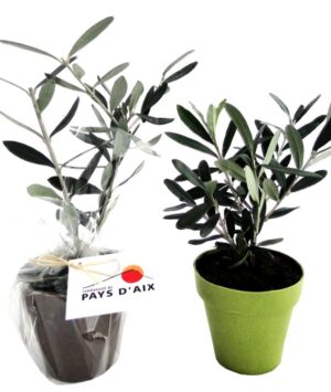 PLANT D'ARBRE EN POT 10 CM