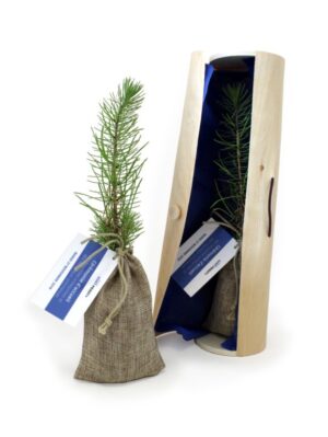 PLANT D'ARBRE EN TUBE BOIS