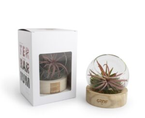 TERRARIUM SOCLE VASE