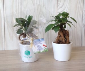 FICUS GINSENG EN POT CÉRAMIQUE ROND 7CM
