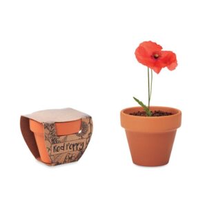 COQUELICOT DANS UN POT EN TERRE CUITE RED POPPY